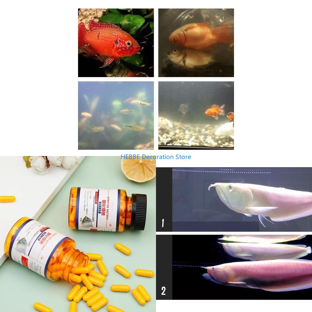 B0KC 30/80 PCS Capsules bactér - Aquarium Fish Medicine avis et prix