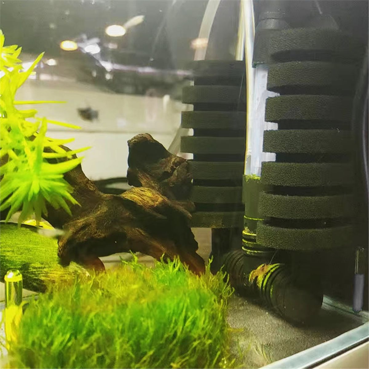 【LISTE DES PRODUITS INÉGÉNÉRAL - Aquarium Fish List avis et prix